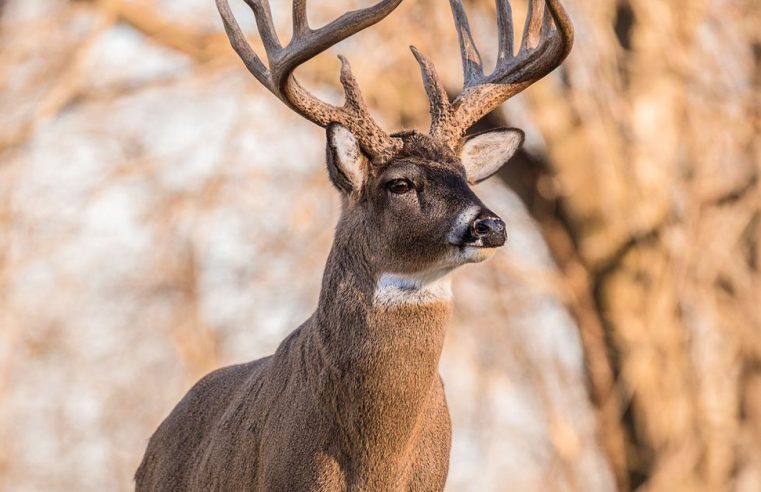 As A Beginner Learn How To Hunt Deer Simply