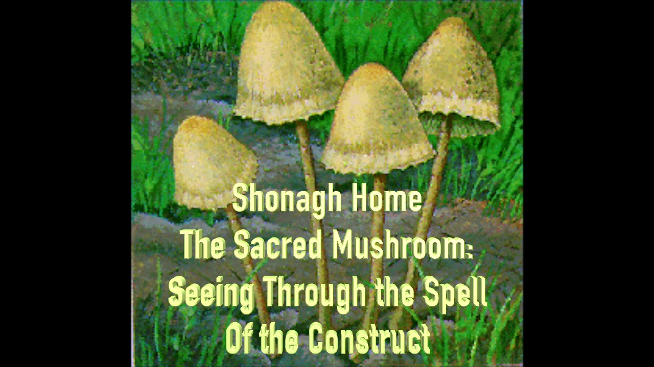Sacred Mushroom Set & Setting