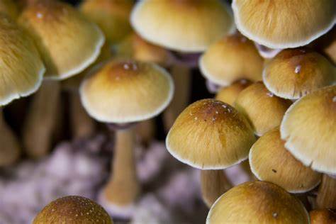 How to Prepare for Your First Magic Mushrooms 2021 – Top 10 Tips