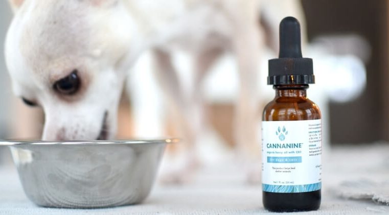 CBD Oil For Dogs- How The Product Is Performing At Retail?