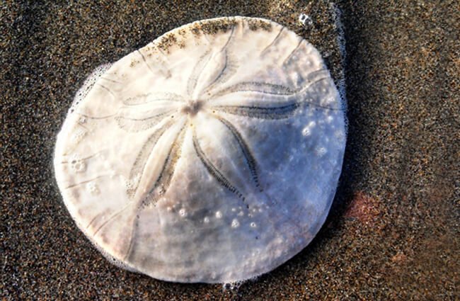 Sand Dollar Facts You Will Not Forget